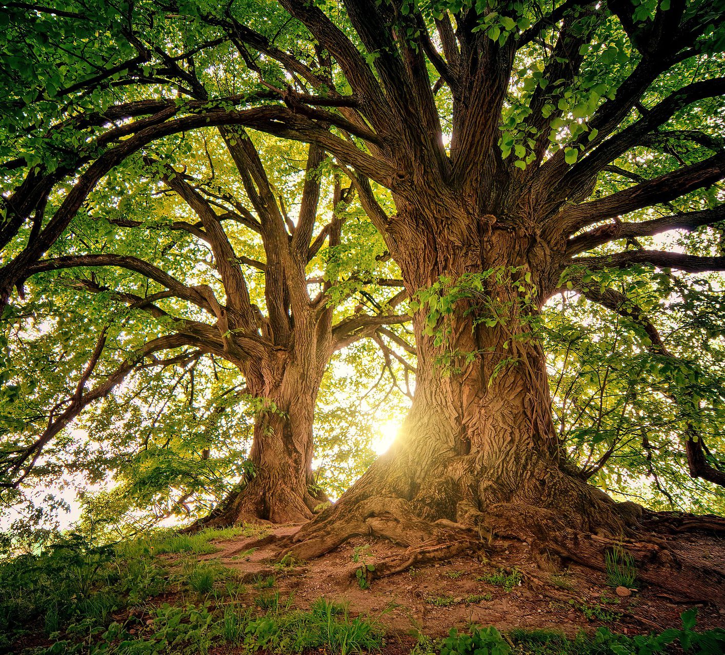 Newtop天然科技，焕活生命本源。